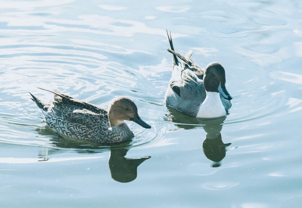 泳ぐ鳥たちの様子